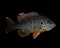 Male Green Sunfish and PumpkinSeed Sunfish Hybrid Isolated on Black