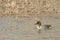 Male Green-Winged Teal