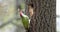 A male green woodpecker - Picus viridis -entering its nesting hole in an aspen tree