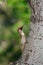 Male green woodpecker on tree trunk
