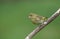 A male Greenfinch Carduelis chloris perched on a branch..