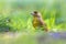 Male Greenfinch in grass