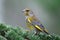 Male greenfinch profile