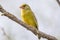 Male Greenfinch Sitting on Branch