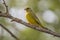 Male Greenfinch Sitting on Branch