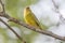 Male Greenfinch Sitting on Branch