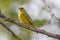 Male Greenfinch Sitting on Branch