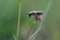 A male grey mining back bee, Andrena vaga in the fall