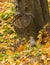 Male Grey Partridge