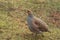 Male Grey partridge