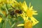 A male of the Grey-patched mining bee, Andrena nitida on common ragwort