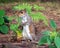 Male Grey Squirrel - Sciurus carolinensis, standing and watching.