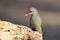 A male of Grey woodpecker closeup portrait in soft morning light.