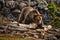 Male Grizzly Bear near Yellowstone National Park