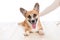 Male groomer haircut Pomeranian dog on the table of outdoor