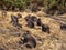 Male group Gelada, Theropithecus gelada, collects food in Siemen Mountain National Park, Ethiopia