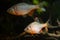 Male of gudgeon or bitterling in bright spawning coloration show territorial aggression in a planted freshwater aquarium