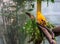 Male guianan of the rock, colorful and tropical bird from guiana, funny crested bird