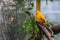 Male guianan of the rock sitting on a branch in the aviary, tropical and colorful crested bird from guiana