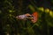 Male guppy tropical fish into a planted fresh aquarium