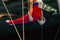 male gymnast exercise l-sit position on ring frame competition artistic gymnastics