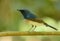 Male hainan blue flycatcher
