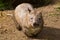 Male Hairy-Nosed Wombat