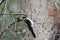 Male Hairy Woodpecker pecking a tree in search of insects to eat