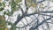 Male Hairy Woodpecker perched on a branch