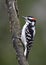 Male Hairy Woodpecker perched on a tree branch - Ontario, Canada