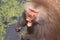 Male hamadryas baboon showing teeth