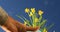 Male hand arranging beautiful yellow fresh daffodils flower plants