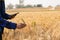 Male hand in barley field, farmer checking crops, agriculture concept Farmer