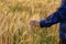 Male hand in barley field, farmer checking crops, agriculture concept Farmer