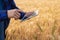 Male hand in barley field, farmer checking crops, agriculture concept Farmer