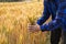 Male hand in barley field, farmer checking crops, agriculture concept Farmer