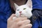 Male hand in blue jacket holding white cat in his bosom with blue and green eyes