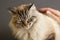 Male hand caress fluffy Siamese cat with blue eyes, angry animal face, concept pet