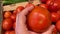 Male hand chooses fresh organic tomato at local vegetable market. Farm fresh vegan tomato.