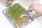 Male hand cuts scissors with young cress sprouts. Sprouting seeds on sprouts in the background in a plastic container.