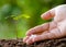 Male hand giving plant fertilizer to young tree