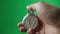 Male hand holding analogue stopwatch on green screen chroma key. Time start with old chronometer man presses start