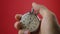 Male hand holding analogue stopwatch on red background. Time start with old chronometer man presses start button in the