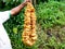 Male hand holding a chain of cut brindle berry or Malabar tamarind