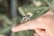 male hand holding cicada cicadidae a black large flying chirping insect or bug or beetle on finger. man researcher exploring anima