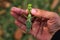 Male hand holding a green large mantis