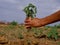 male hand holding green plant at agriculture soil