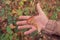 Male hand holding a mushroom called Boletus Badius