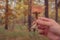 Male hand holding a mushroom called Boletus Badius