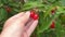 Male hand holding red eruropean cornel fruits. Cornus mas, cornelian cherry dogwood.
